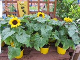 30 Incredible Dwarf Sunflower Helianthus Annuus Flower Seeds - £13.58 GBP