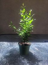 4&quot; Pot Dwarf Bonsai Pomegranate Tree Container Indoor Outdoor Live Plant - $35.80
