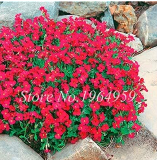 Creeping Thyme Seed Mixing Rock Cress Ground Cover - $9.99