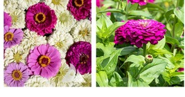 600 Seeds! Zinnia Blueberry Cheesecake Zinnia Mix Attracts Hummingbirds! Seeds - £20.28 GBP