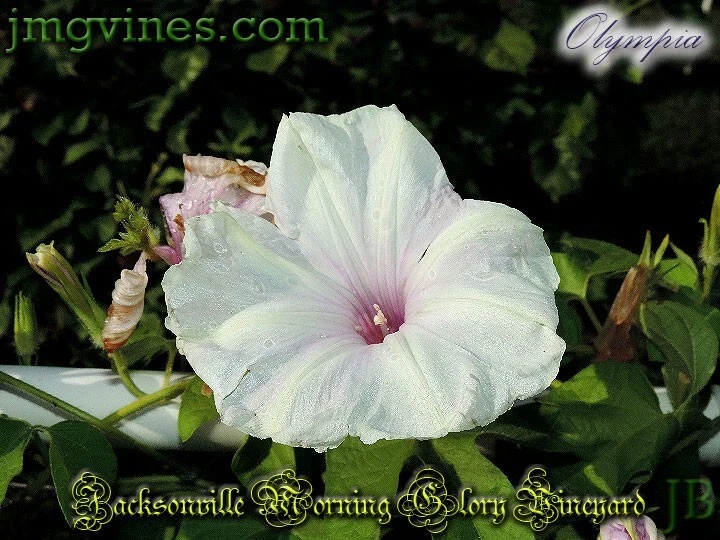 Olympia Japanese Morning Glory 6 Qty - $10.65