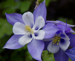 Columbine (Aquilegia Caerulea) Blue Dream 50 Flower Seeds - £6.37 GBP