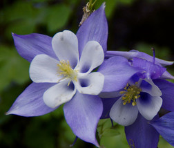 Columbine blue star seeds aquilegia caerulea  14138 thumb200