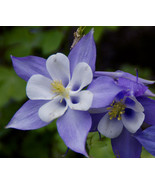 Columbine (Aquilegia Caerulea) Blue Dream 50 Flower Seeds - £6.25 GBP