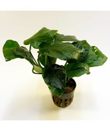 ANUBIAS BARTERI DIAMOND 1 POT- Aquatic Live Plants SUPER PRICE!! - $273.21 MXN