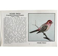 House Finch Bird Print 1931 Blue Book Birds Of America Antique Art PCBG13B - $28.01 CAD