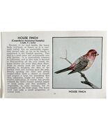 House Finch Bird Print 1931 Blue Book Birds Of America Antique Art PCBG13B - $28.01 CAD