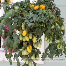 PWO Fresh Pearl Drops Tomato F1 Seeds, Professional Pack, 100 Seeds / Pa... - $2.24