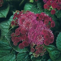 Fresh Seeds 50 Wine Colored Ageratum Selfseeding Annual Flower Seeds - $20.00