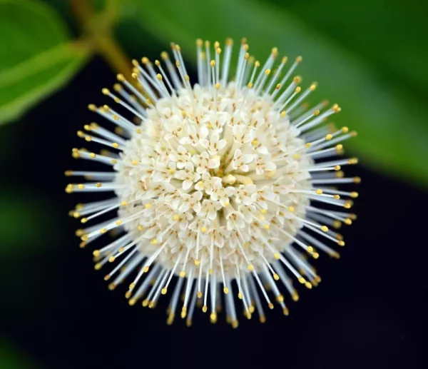 100 Buttonbush Seeds For Planting Cephalanthus Occidentalis Usa Seller - £14.29 GBP