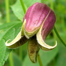 THJAR 15 Vasevine Clematis Seeds - Clematis Viorna - £9.58 GBP