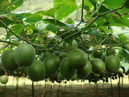5 Momordica grosvenorii Seeds, Monk fruit, luohan guo Seeds - £6.37 GBP