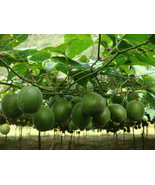 5 Momordica grosvenorii Seeds, Monk fruit, luohan guo Seeds - £6.29 GBP