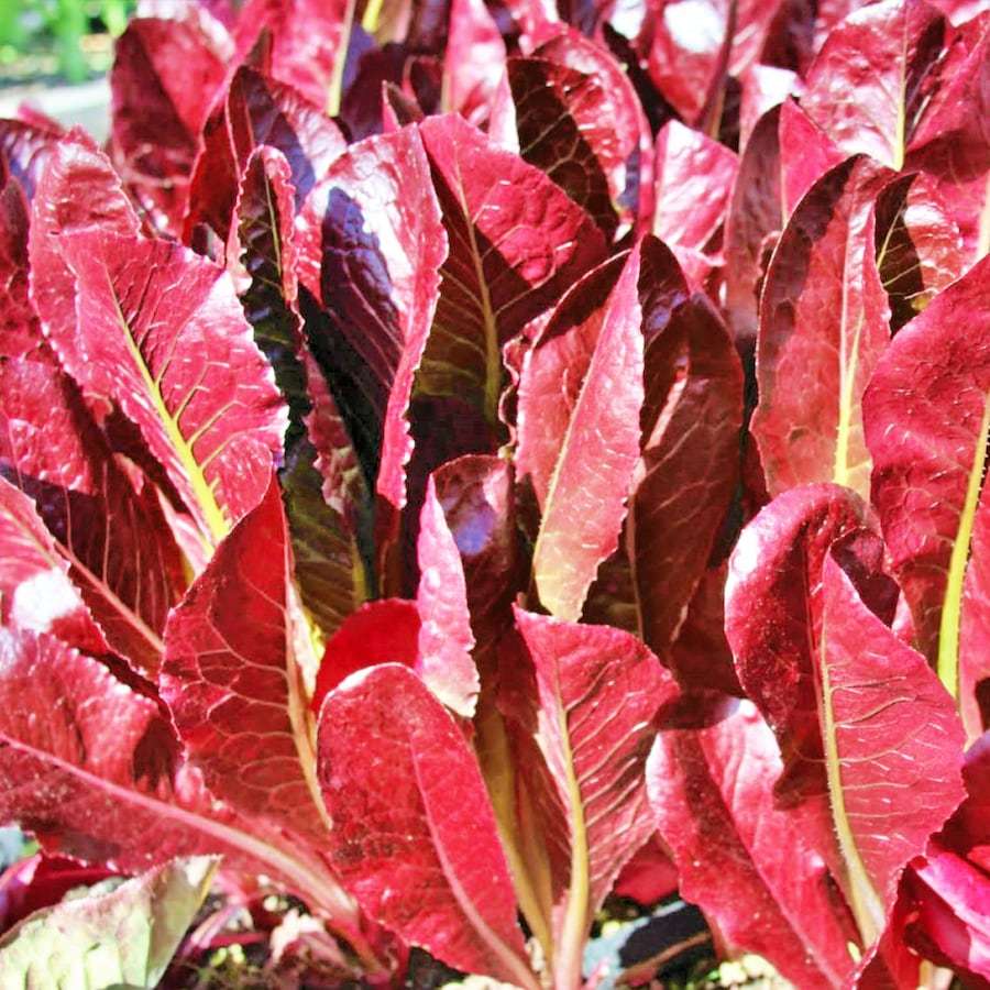 Super Red Romaine Lettuce Vegetable Fresh Gardening - $16.78
