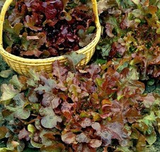 FA Store 500 Red Salad Bowl Lettuce Seed Heirloom-Slow To Bolt - £6.33 GBP