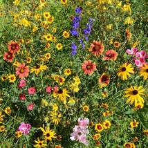 Mountain Wildflower Mix Seeds 19 Stunning And Species Fresh Fast Shipping - $3.78