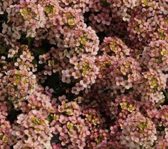 50 Easter Bonnet Peach Alyssum Lobularia Maritima Hummingbird Flower See... - $15.20