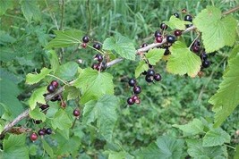 GIB Ribes nigrum | Black Current | Cassis | Squinancy | 20 Seeds - £15.18 GBP