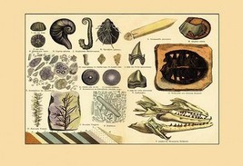 Aquatic Fossils - Art Print - £17.57 GBP+