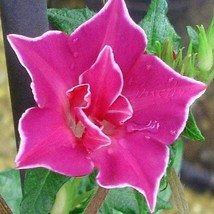 New Fresh Seeds Morning Glory Seed Red Picotee Morning Glory Flower Seeds 100 Se - £15.84 GBP