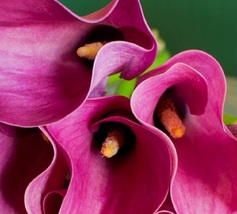 Zazu Supreme Calla Lily Bulb 14/16cm - Vivid Pink - £23.97 GBP