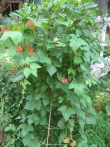 50 Kentucky Wonder Pole Bean Phaseolus Vulgaris Vegetable Seeds Fresh - £7.86 GBP