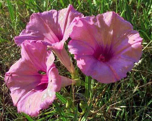 Morning Glory Ipomoea Leptophylla 7 Seeds Fast Grow - $12.50