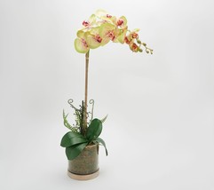 Real Touch Orchid Plant in a Wooden Moss Vase by Peony in Green - £50.37 GBP