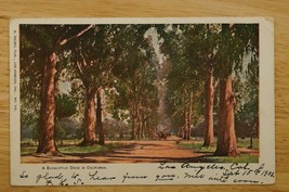 Vintage Postcard California Eucalyptus Tree Lined Drive 1903 Cancel CA t... - £8.54 GBP