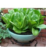 1000 ROMAINE LETTUCE Seeds-Non GMO-Open Pollinated-Organic - $5.45 CAD