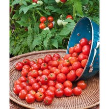 USA Seller Husky Tomato Seeds Cherry Red Fast Shipping - £9.57 GBP