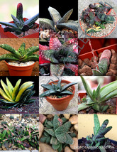 COLOR GASTERIA MIX @@ rare living stones exotic cactus succulents seed 100 seeds - £11.78 GBP