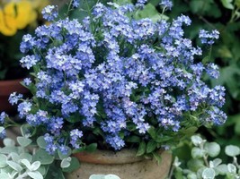 50 seeds Forget Me Not Victoria Series Indigo Blue Speedy Garden Enhancement - £7.84 GBP