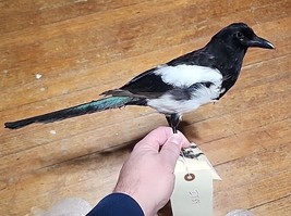 IT89 Eurasian Magpie (Pica Pica) Bird Mount Taxidermy - £193.23 GBP