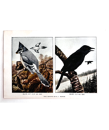1927 Blue Jay And Crow Corvids Bird Art Plate Color Book Print Wildlife ... - €17,16 EUR
