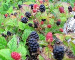 Sale 25 Seeds Trailing Blackberry Pacific Rubus Ursinus Vining Shrub Fru... - $9.90