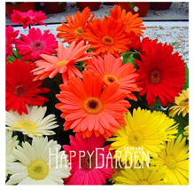 100 Seeds A Bag Sale Gerbera Daisy Mix Flower Seeds Bonsai Plants Easy T... - $205.44 MXN