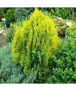 60 Golden Oriental Arborvitae Tree Platycladus Orientalis Aurea Heirloom... - $111.25 CAD