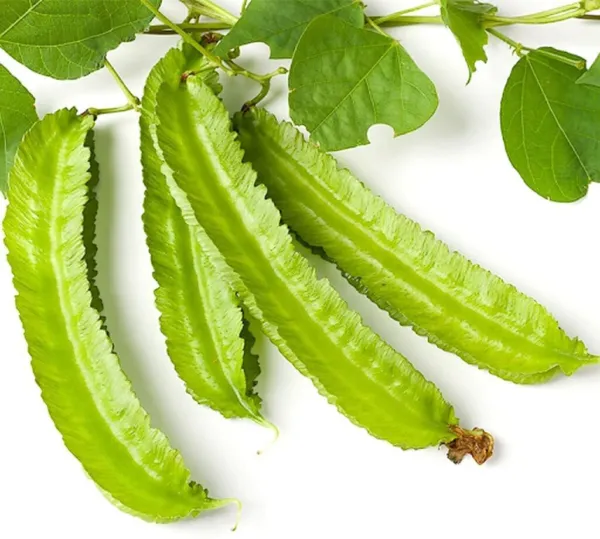 Fresh 10 Winged Bean Seeds For Planting Exotic Asian Winged Bean Garden - £14.09 GBP