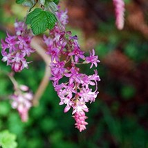 Red Flowering Currant Seeds Ribes Sanguineum 5 Seeds Gardening USA SELLER - £22.46 GBP