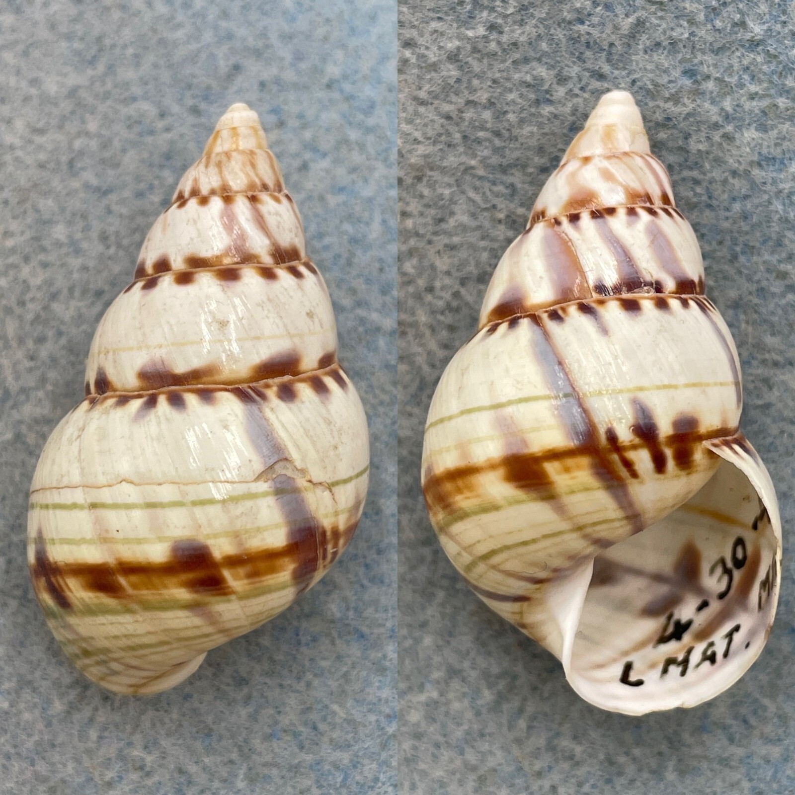 #3 Liguus fasciatus pseudopictus 42.1mm F+ (Lip Chipped) Lower Matecumbe - £8.95 GBP