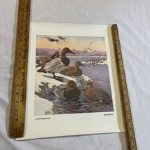 vintage 1941 DUCK Print: Lynn Bogue Hunt--CANVASBACK, REDHEAD - $17.99