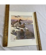 vintage 1941 DUCK Print: Lynn Bogue Hunt--CANVASBACK, REDHEAD - $17.99