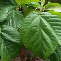 5 Ficus Auriculata Elephant Ear Fig Seeds For Planting   - £14.56 GBP