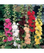 350+ Hollyhock Flower Seeds - Non GMO Carnival Mix Giant Mallow Double Hollyhock - $6.31