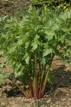 Sell Store 500 Lovage Seeds ~ Levisticum Officinale ~ Nongmo Heirloom Lovage Fro - $8.87