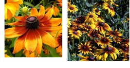 1500 Seeds Gloriosa Daisy RUDBECKIA Perennial Fall Planting Seeds - £21.57 GBP