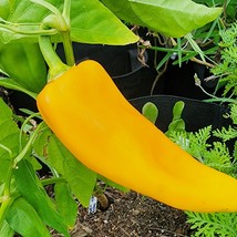 Golden Marconi Italian Sweet Pepper Seeds Vegetable Pepper Seeds Gardening Fresh - $24.80