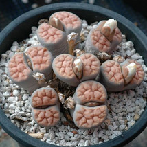 100 Seeds Lithops Karasmontana C226 Succulents Plants Seeds Gardening USA Seller - £15.47 GBP