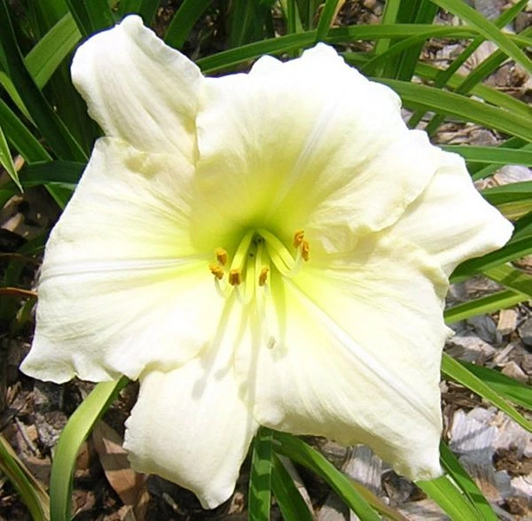 Daylily JOAN SENIOR Rebloom near white hemerocallis perennial ~ DF or 2 ... - $570.90 MXN